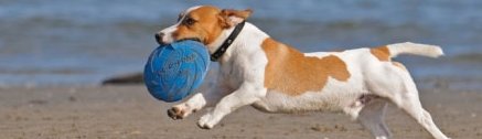 Hund mit Frisbee am Toskana Hundestrand