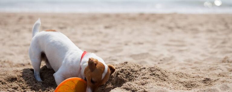 Hundestand ItalienUrlaub Tipps mit Hund