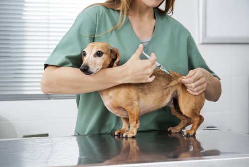 Impfung vor der Einreise mit Hund