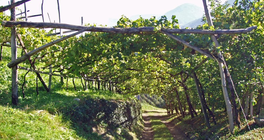 Wandern durch Weinreben im Meraner Land